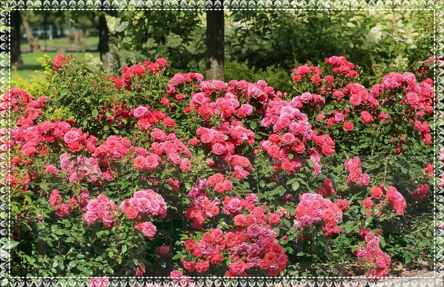 Cherry Girl róże rabatowe